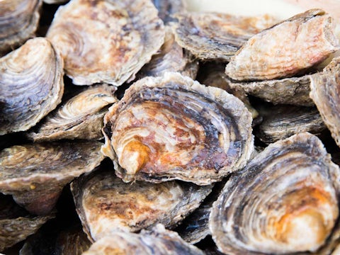 Native oysters