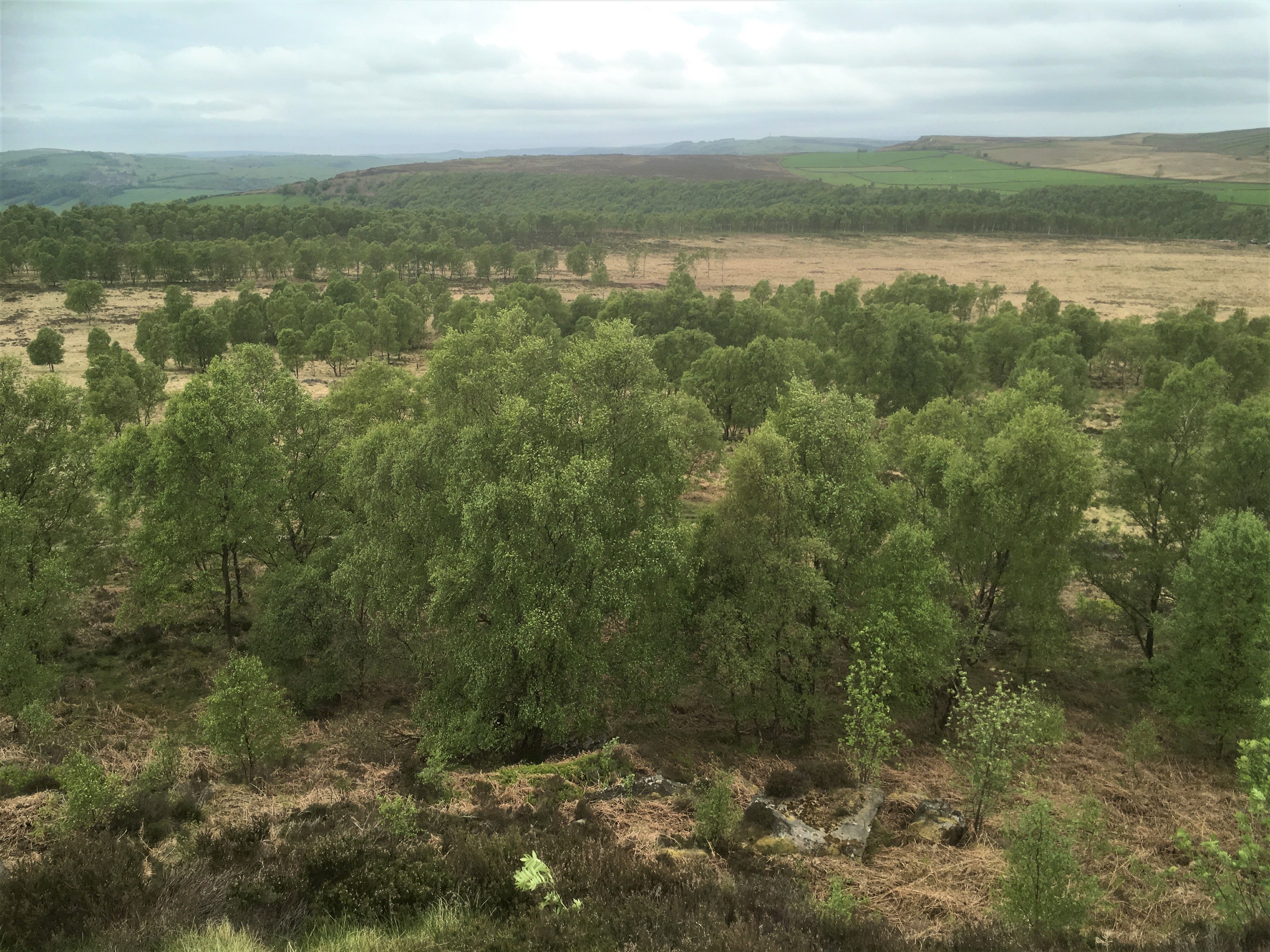 Natural regeneration at Birchen Edge