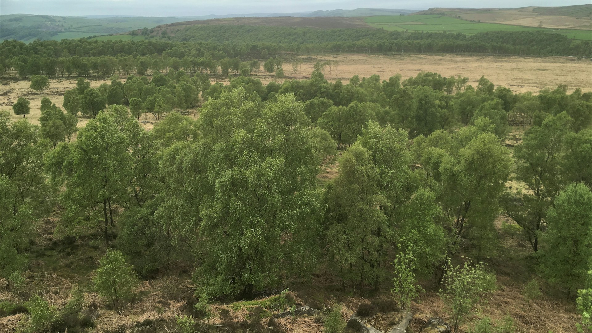 Natural regeneration at Birchen Edge