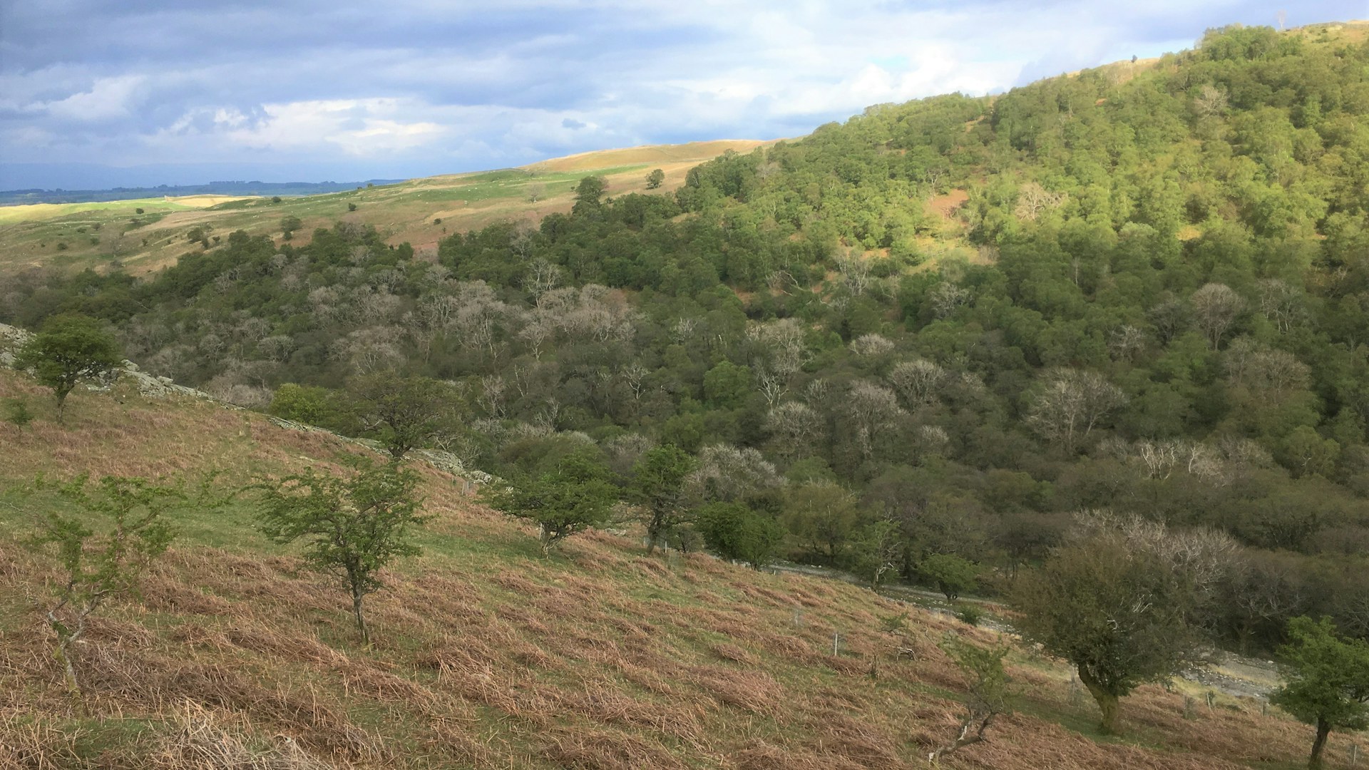 Natural regeneration at Wild Haweswater