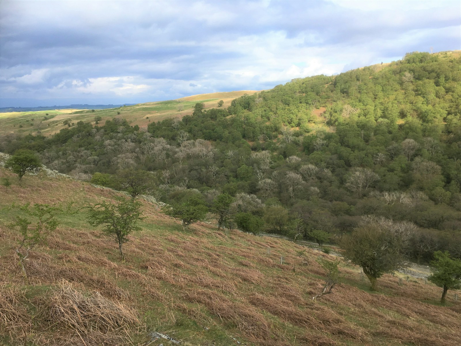 Natural regeneration at Wild Haweswater