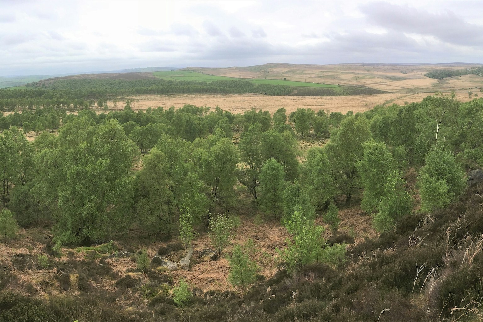 Natural regeneration at Eastern Moors, Derbyshire