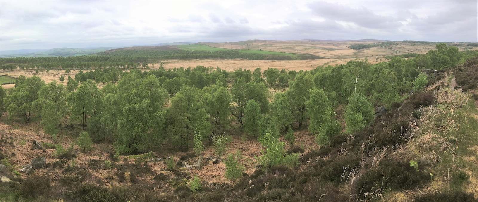 Natural regeneration at Eastern Moors, Derbyshire