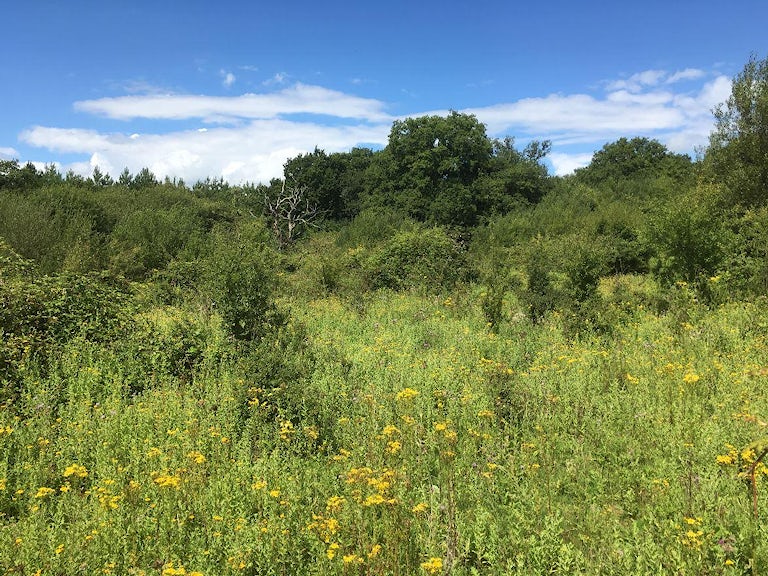 Natural regeneration at Knepp