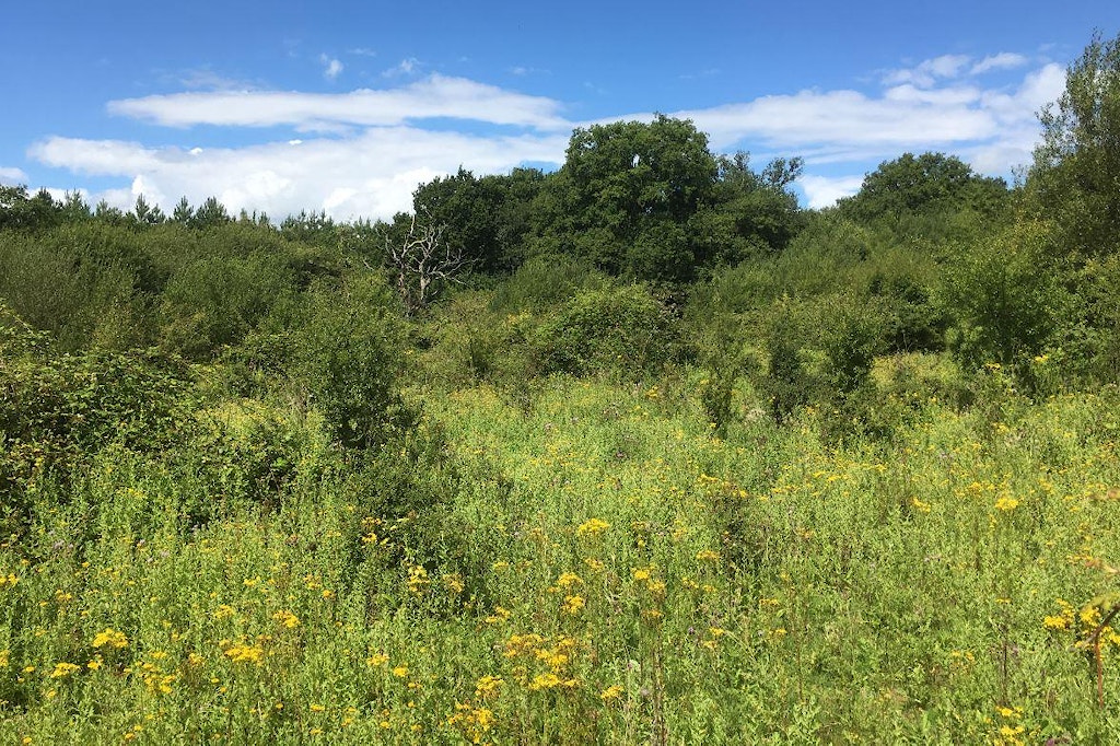 Natural regeneration at Knepp