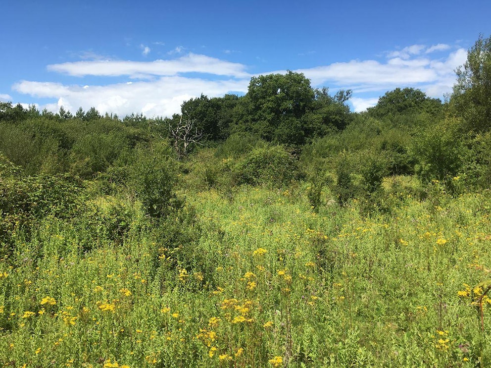 Natural regeneration at Knepp