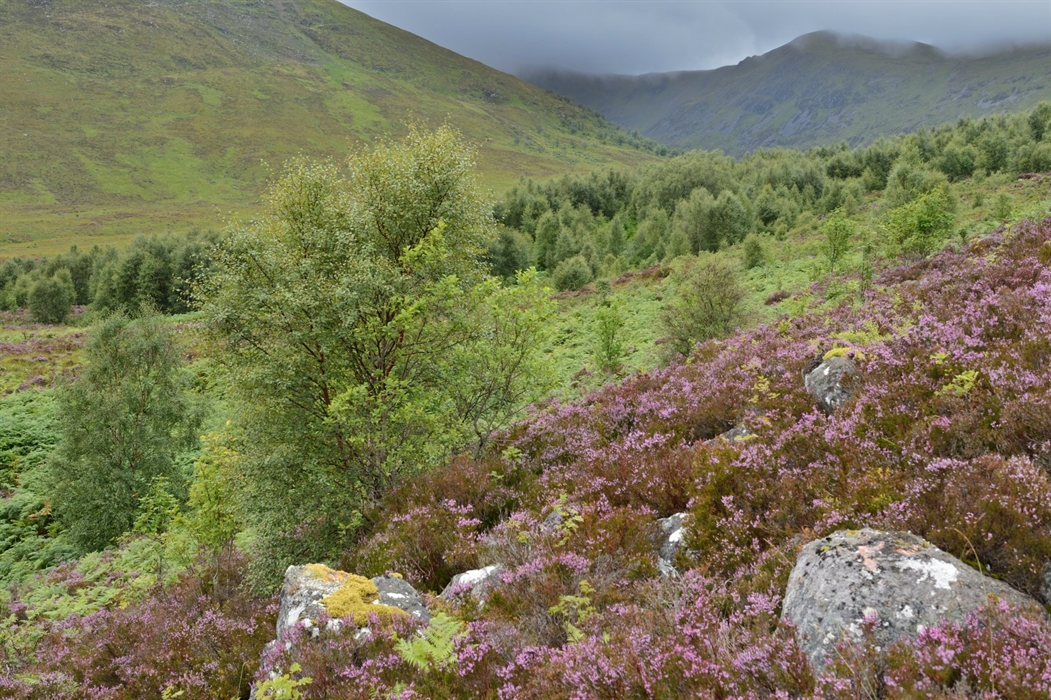 Creag Meagaidh, Heather Landscape