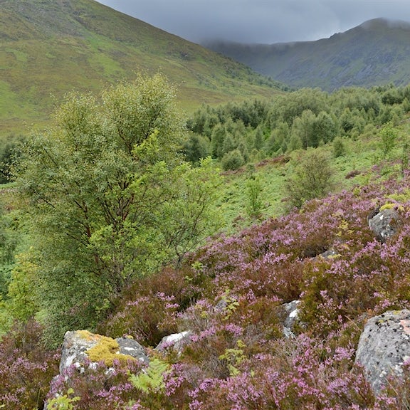 Creag Meagaidh, Heather Landscape