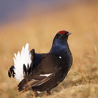 Capercaillie from behind
