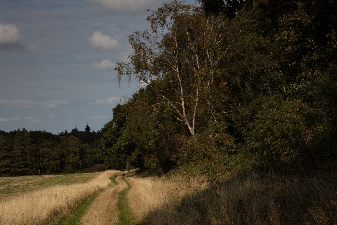 A path at dusk at Wild Ken Hill