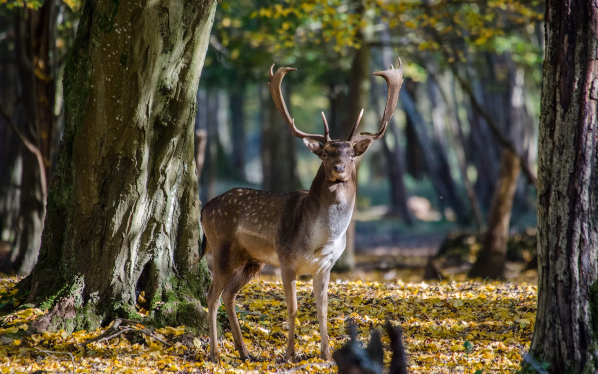 Knepp, Deer Closeup