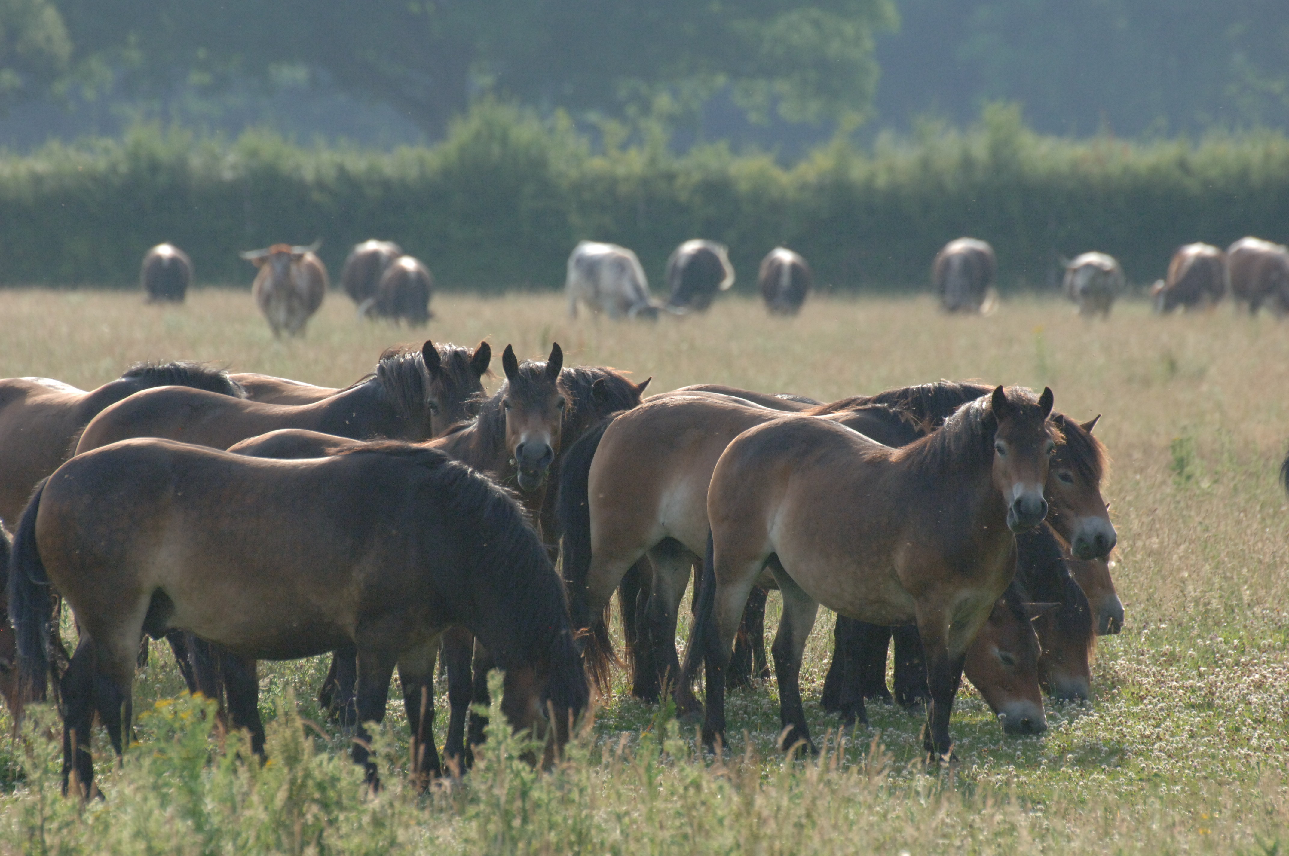 Knepp, Ponies grazing