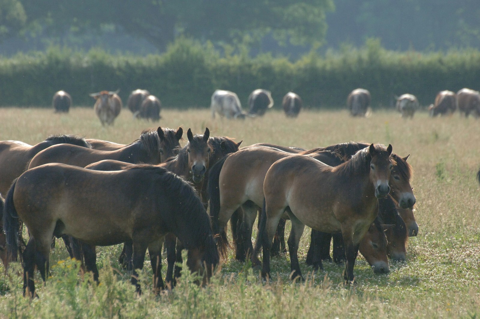Knepp, Ponies grazing