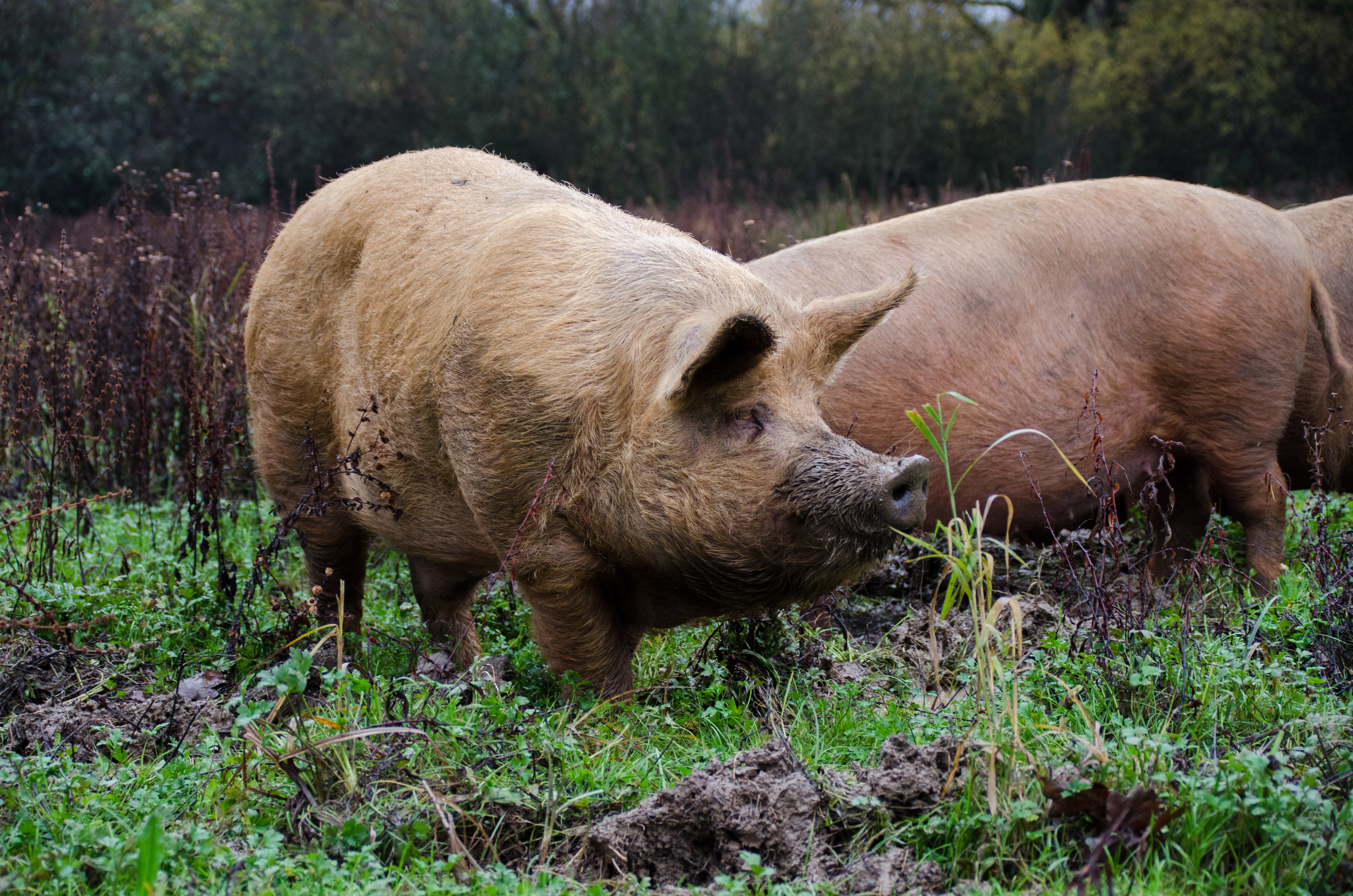 Knepp pigs in mud