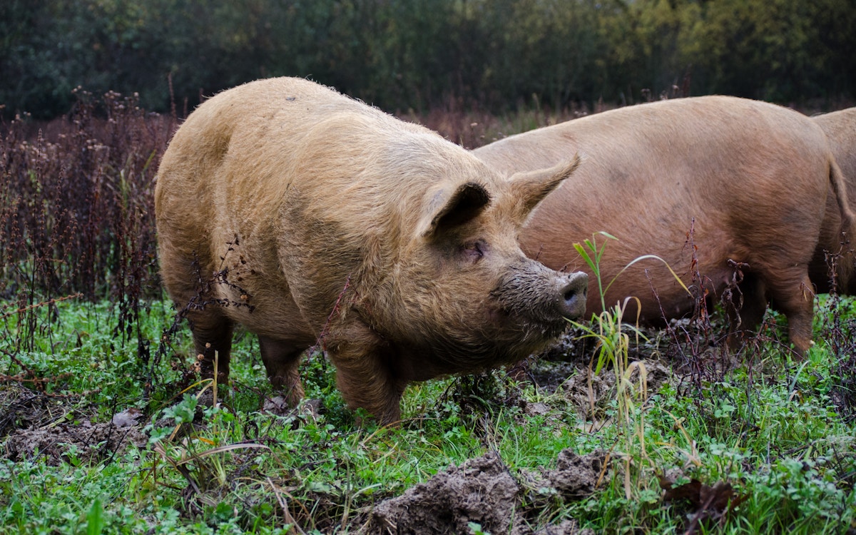 Knepp pigs in mud