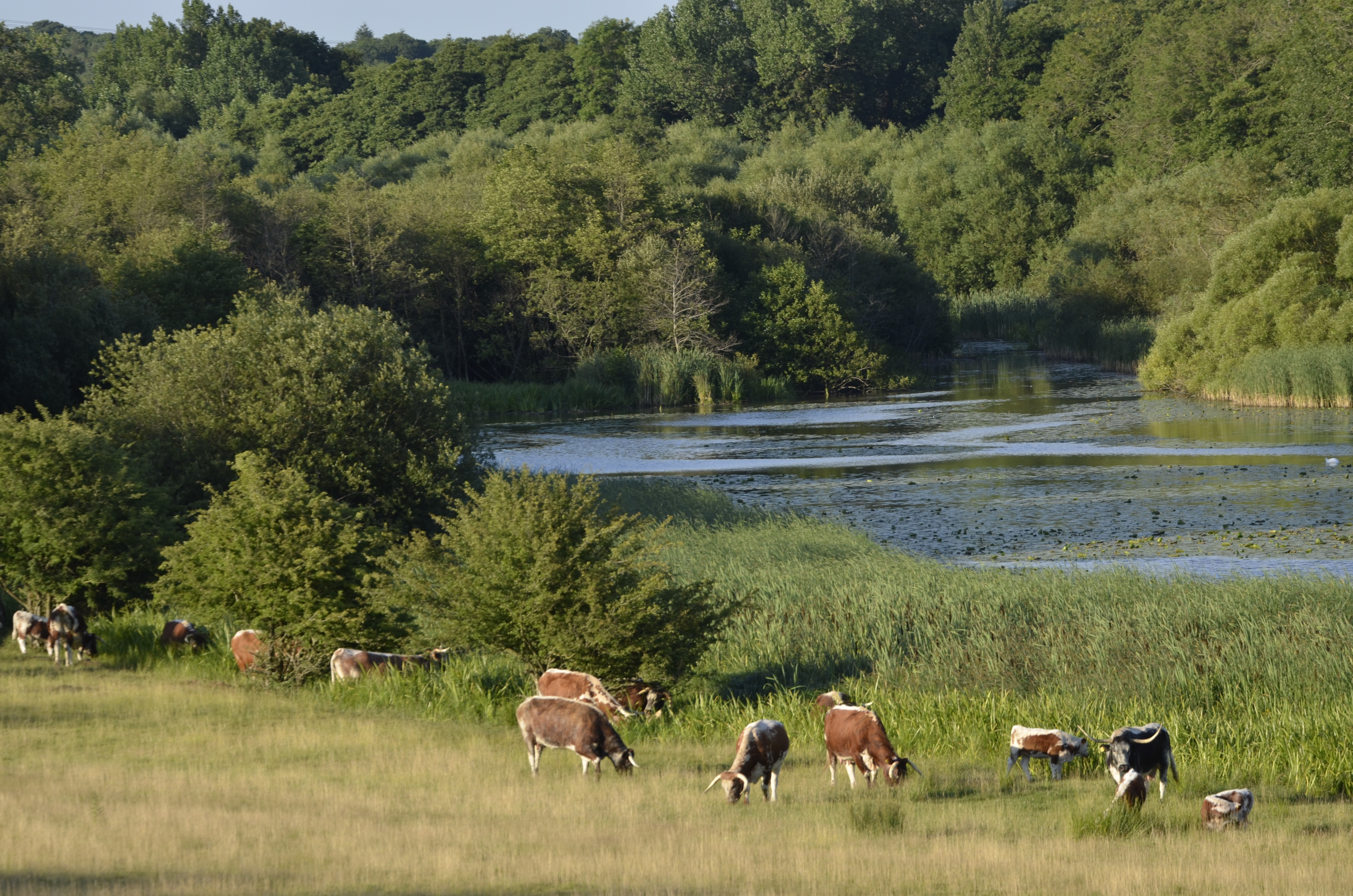 Knepp, Cattle Grazing