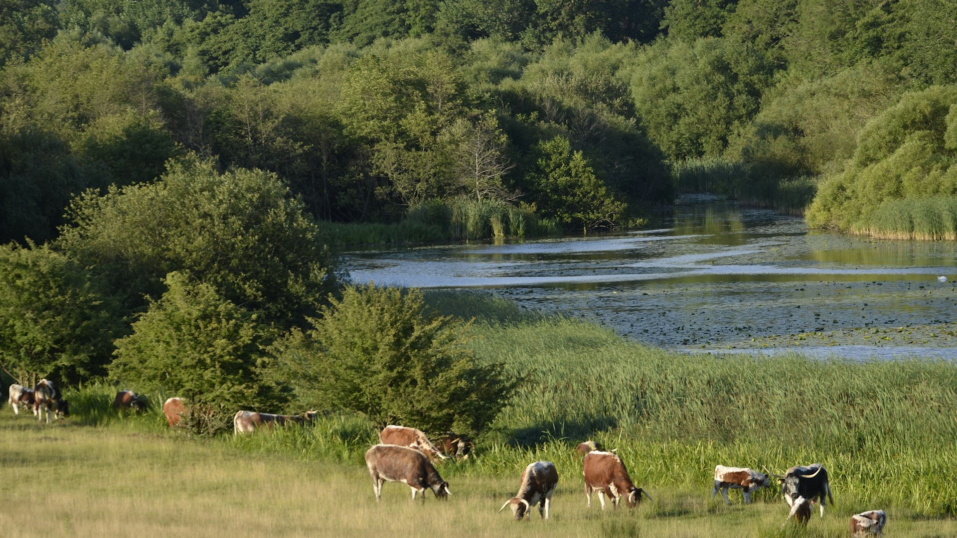 Knepp, Cattle Grazing