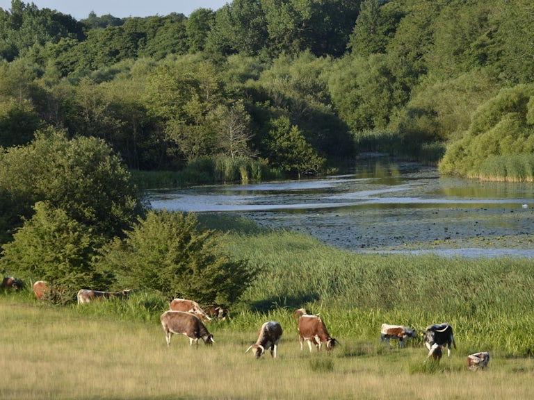 Cattle grazing in a meadow near a river, Knepp, England
