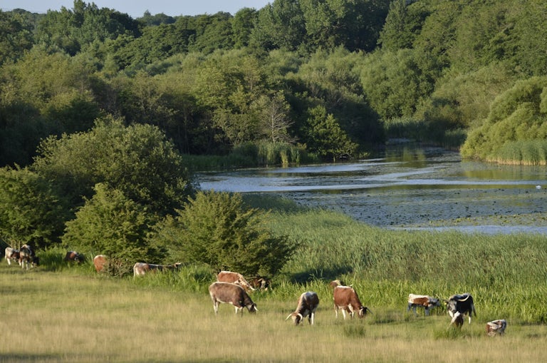 Cattle grazing in a meadow near a river, Knepp, England