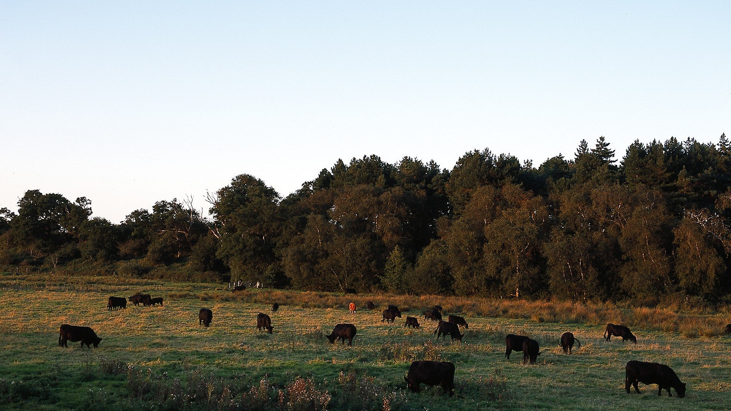 Somerleyton, Cattle at Sunset