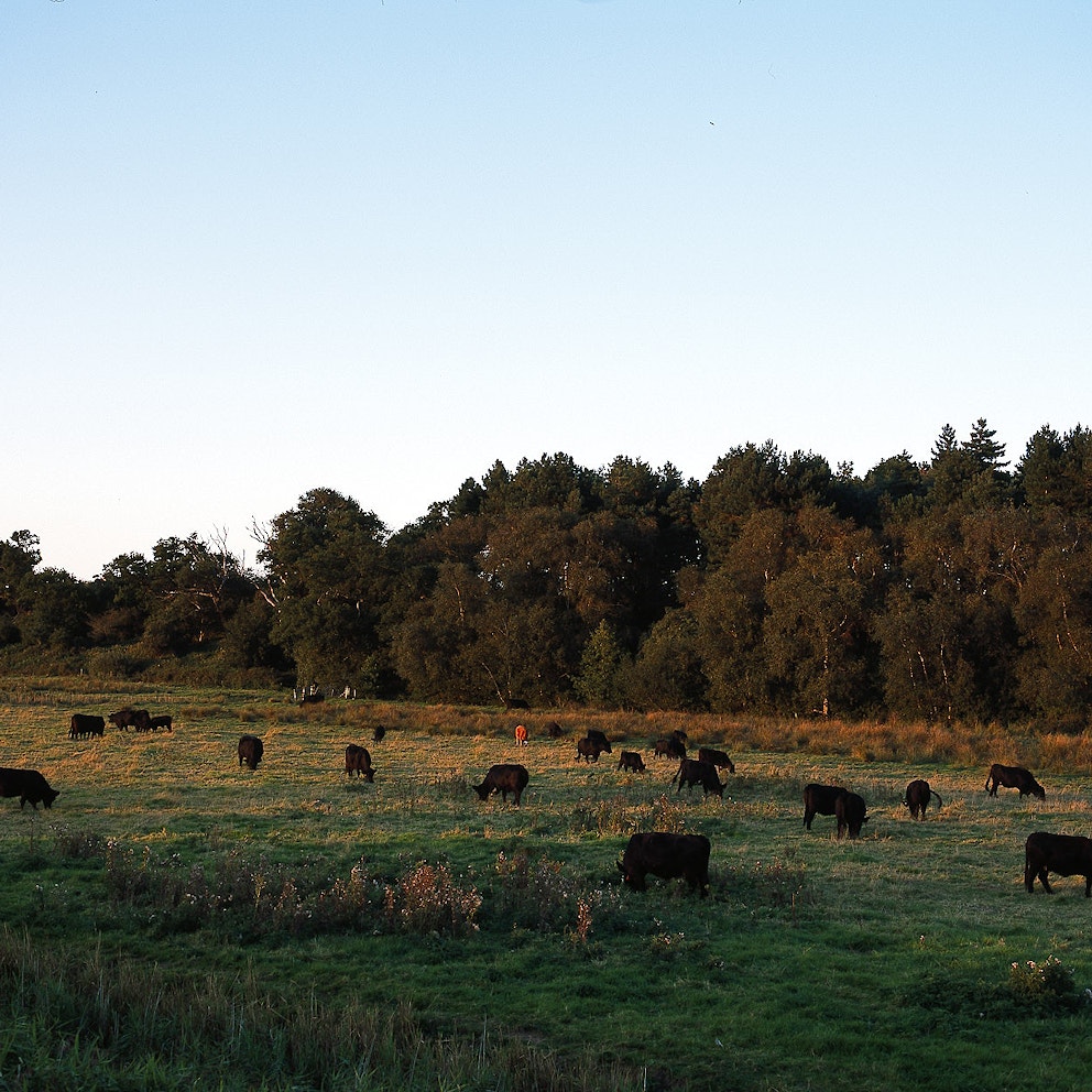 Somerleyton, Cattle at Sunset