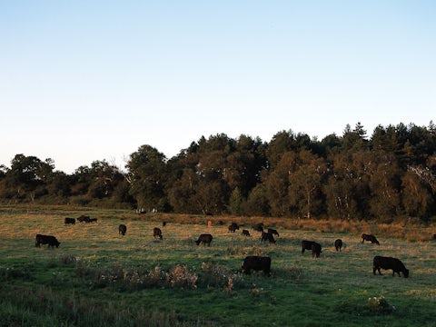 Somerleyton, Cattle at Sunset