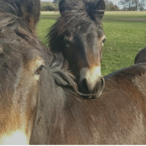 Somerleyton, Ponies Closeup