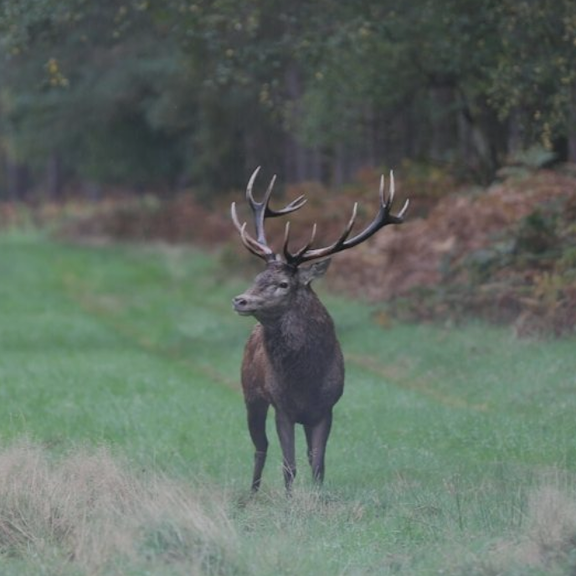 Somerleyton, Deer Closeup