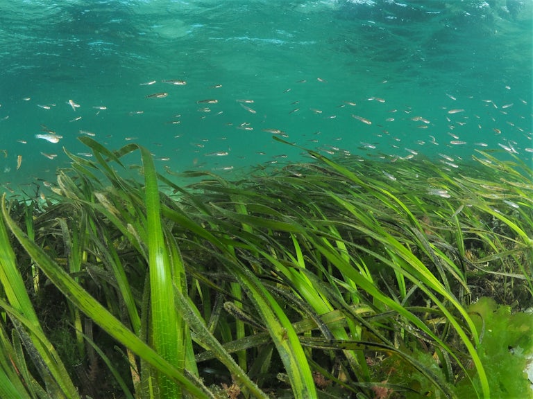 Seagrass with some fish swimming over the top in turquoise water