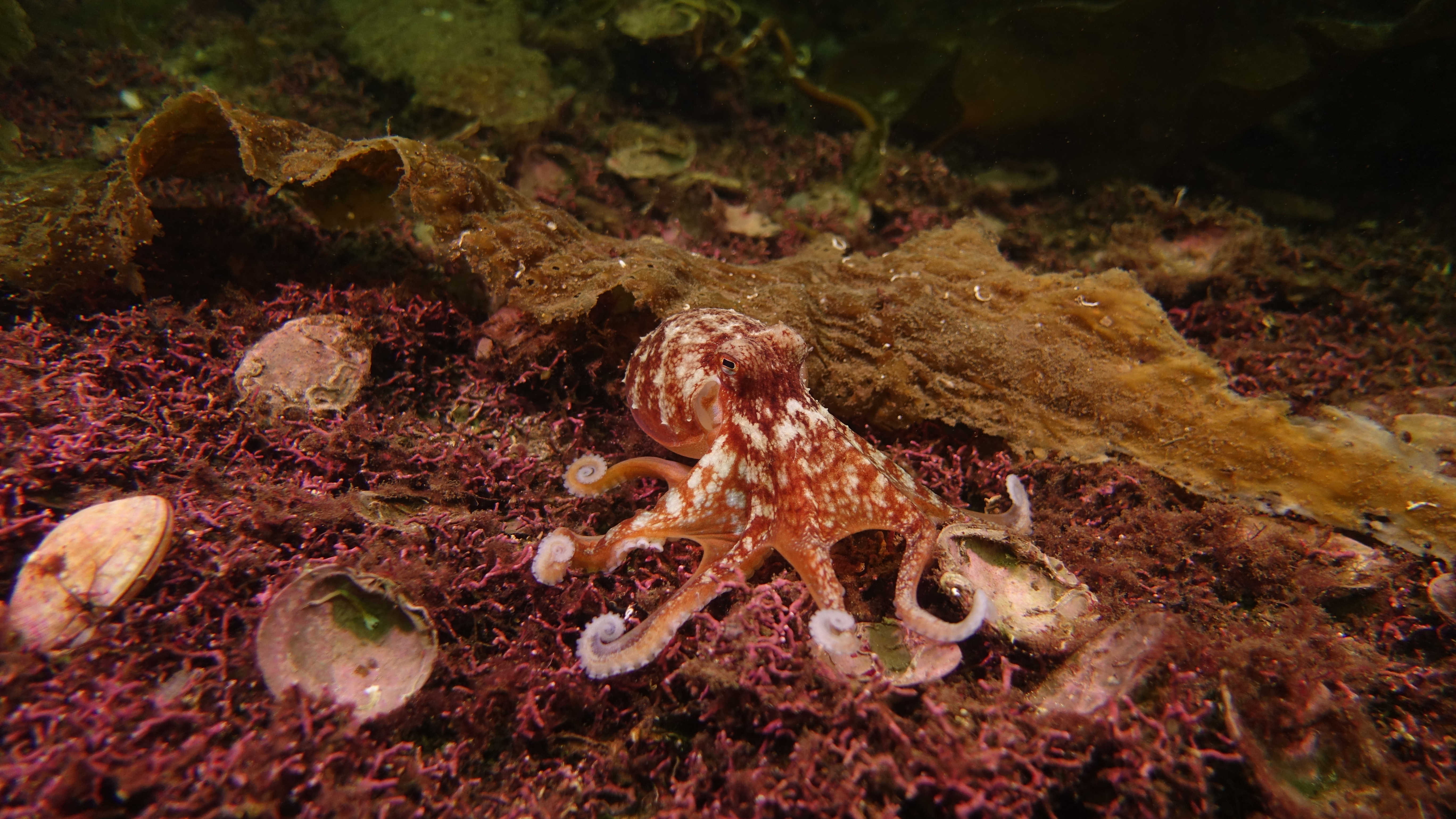 Octopus Eledone cirrhosa on live maerl