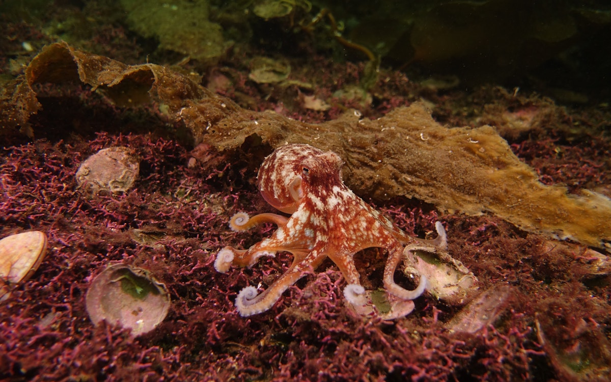 Octopus Eledone cirrhosa on live maerl