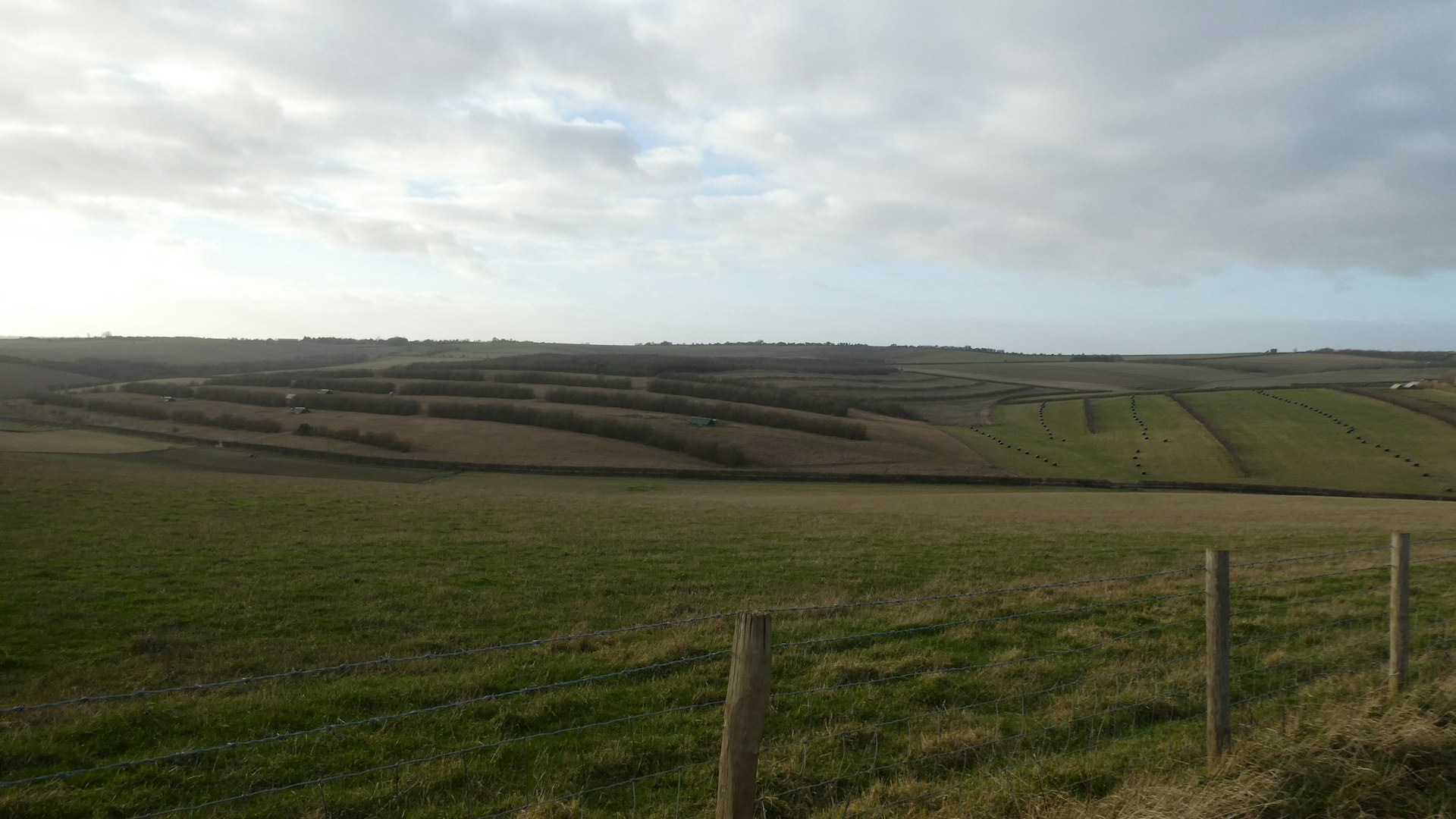 Sheepdrove where assisted regeneration will allow trees and shrub growth to spread