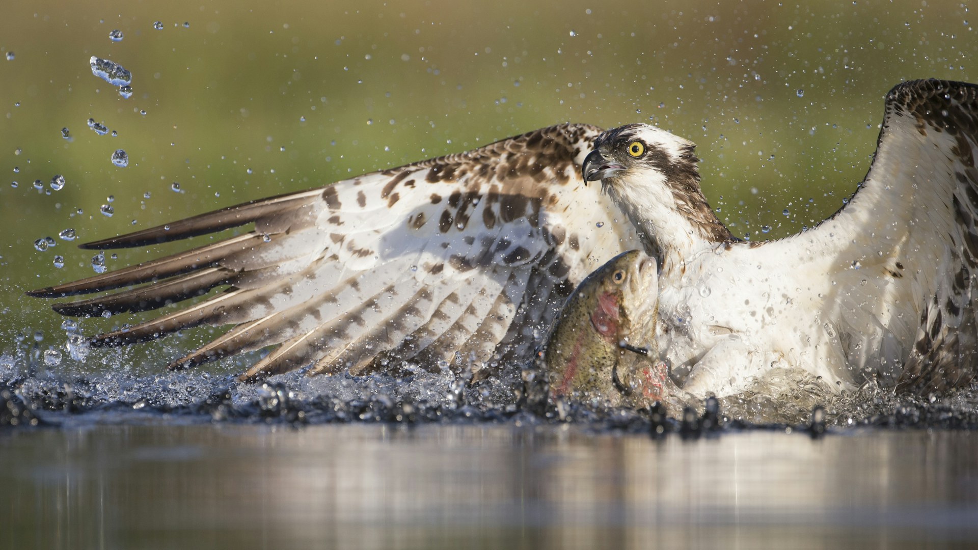 Osprey fishing at dawn Cairngorms National Park Scotland