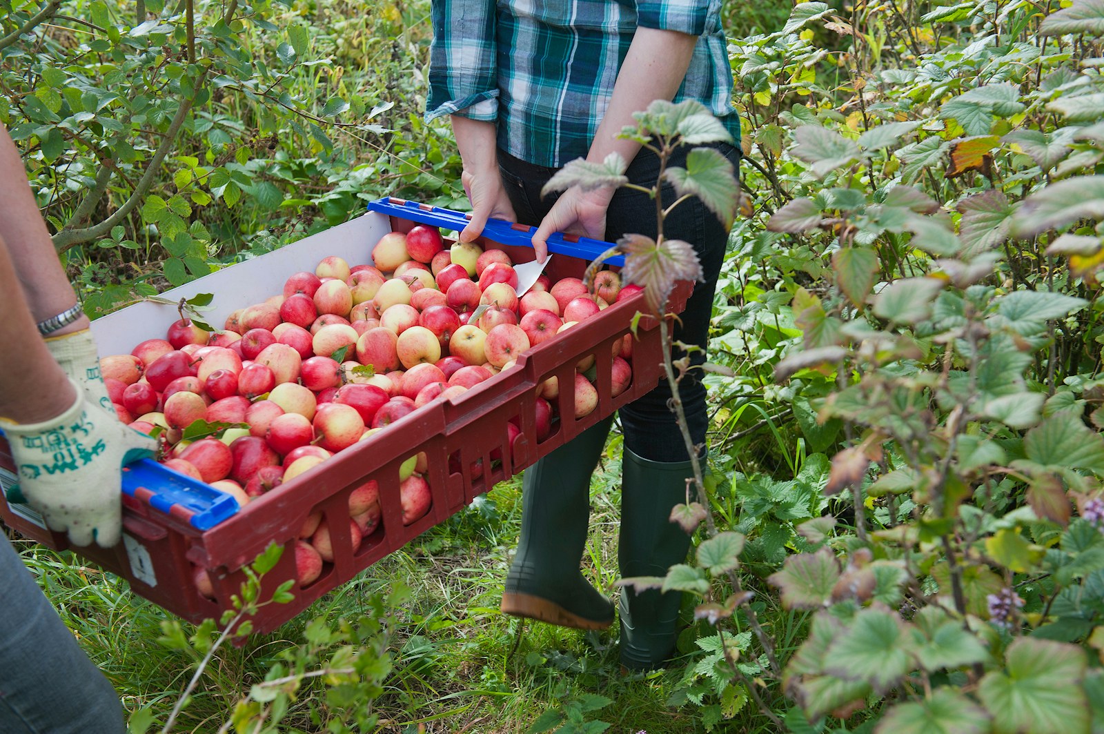 Volunteers harvesting fruit