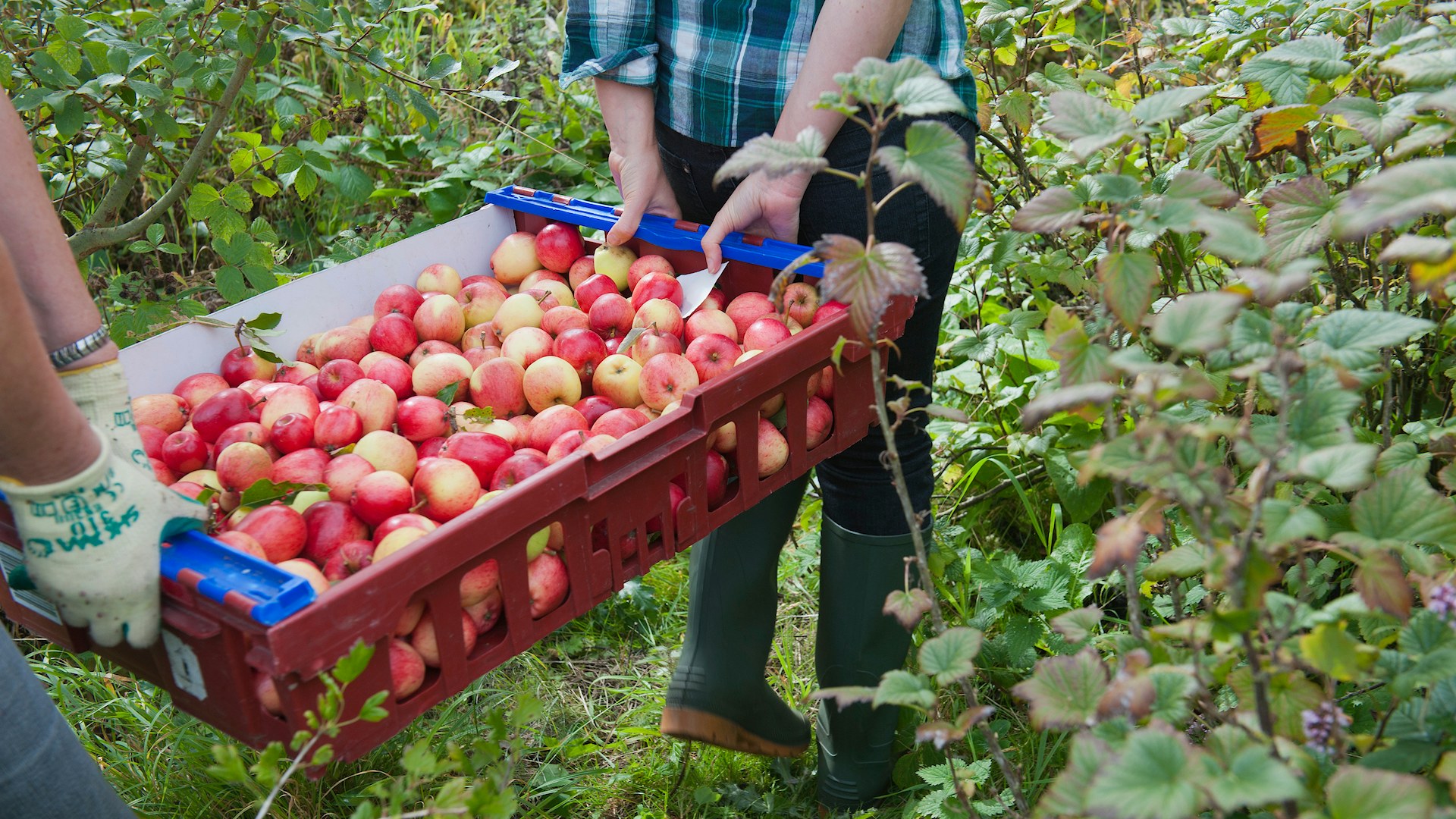 Volunteers harvesting fruit