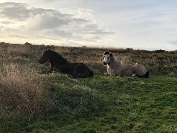 Horses sat down in a field