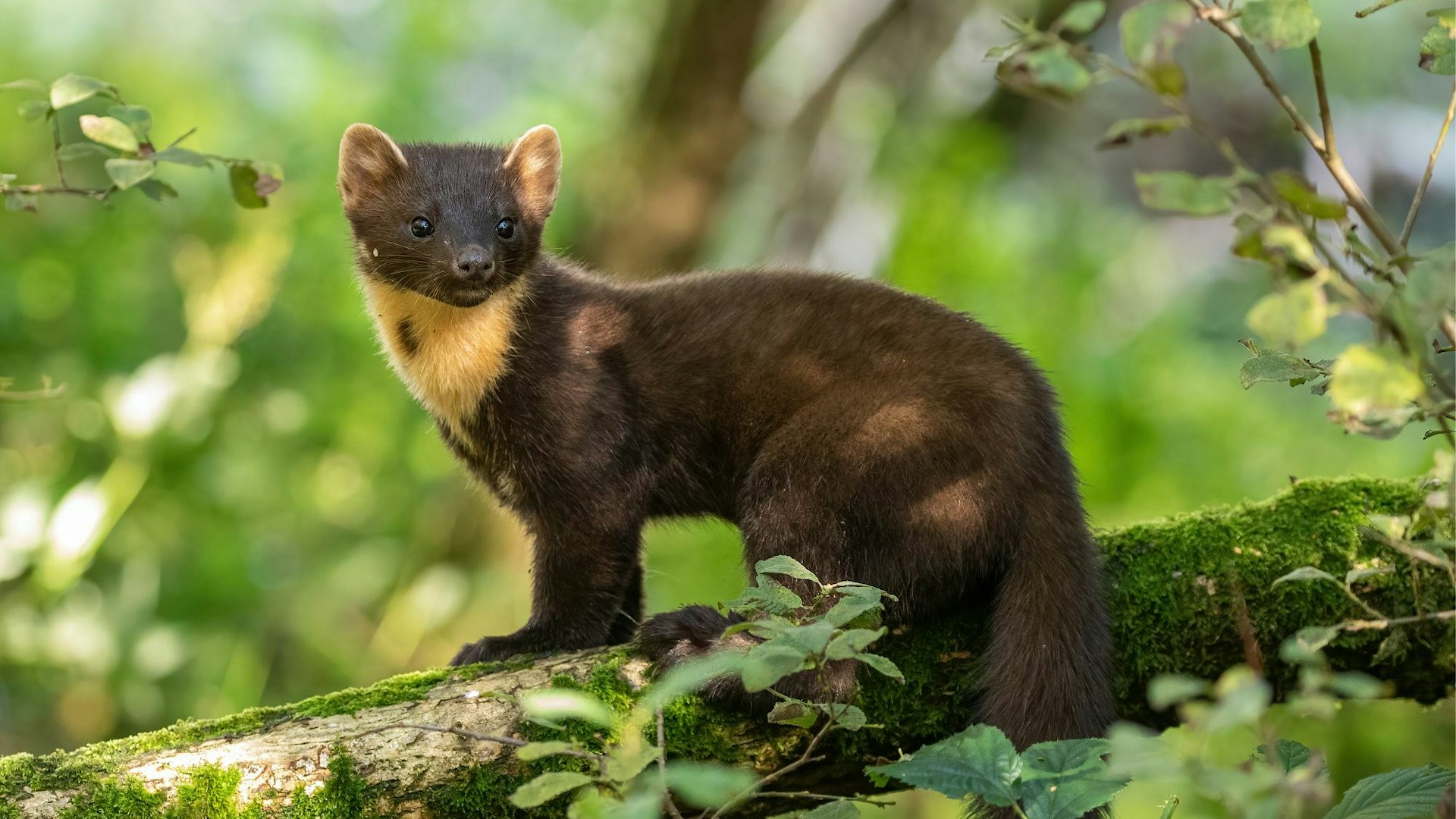 A pine marten (martes martes) sitting on a log in a broadleaved woodland.