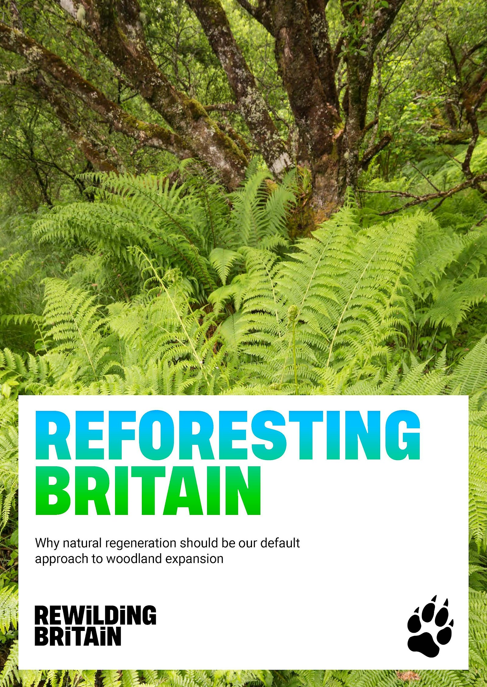 Rewilding Britain's Natural Regeneration report cover
