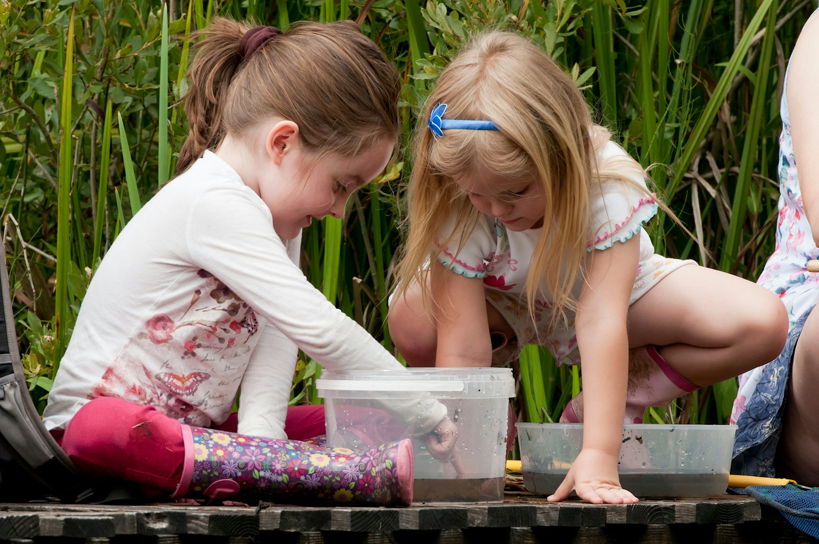 Pond dipping