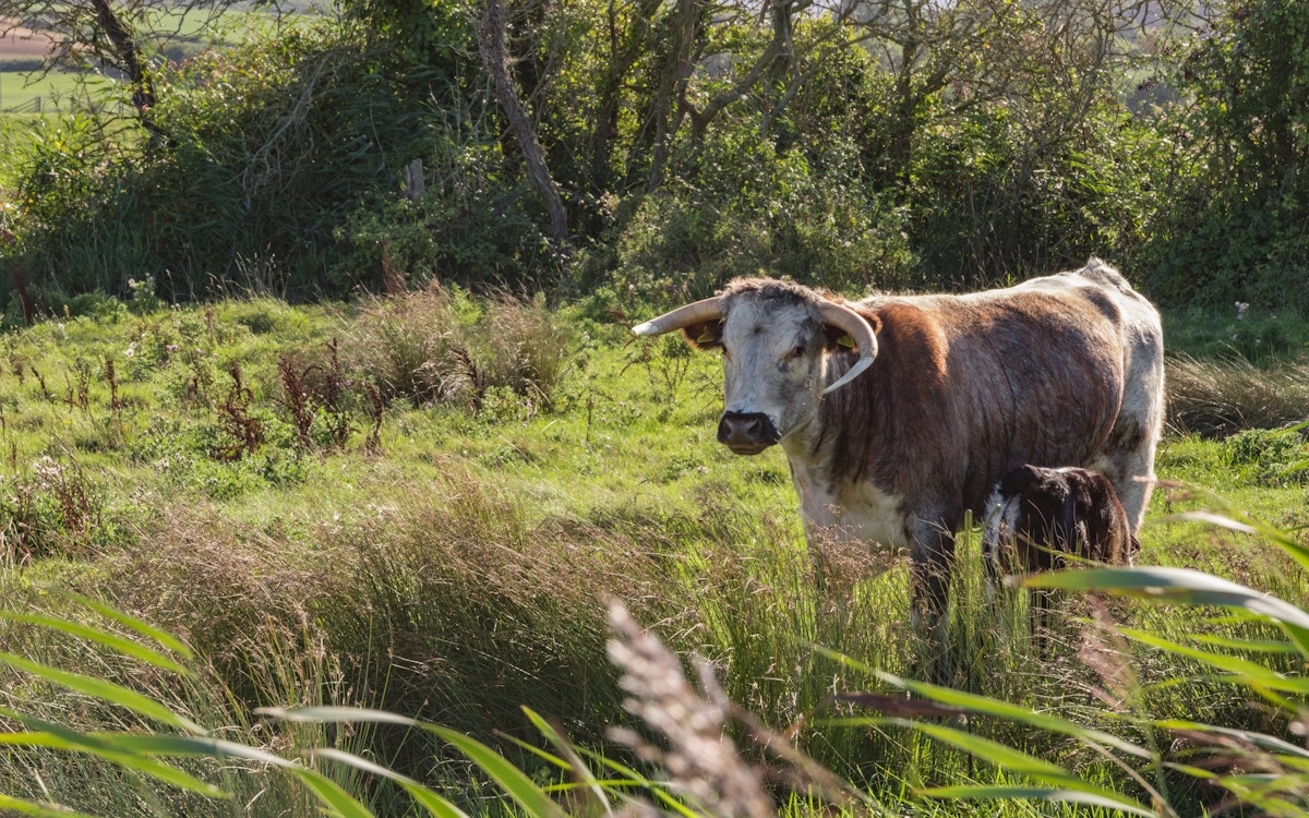 Horned cattle grazing in field