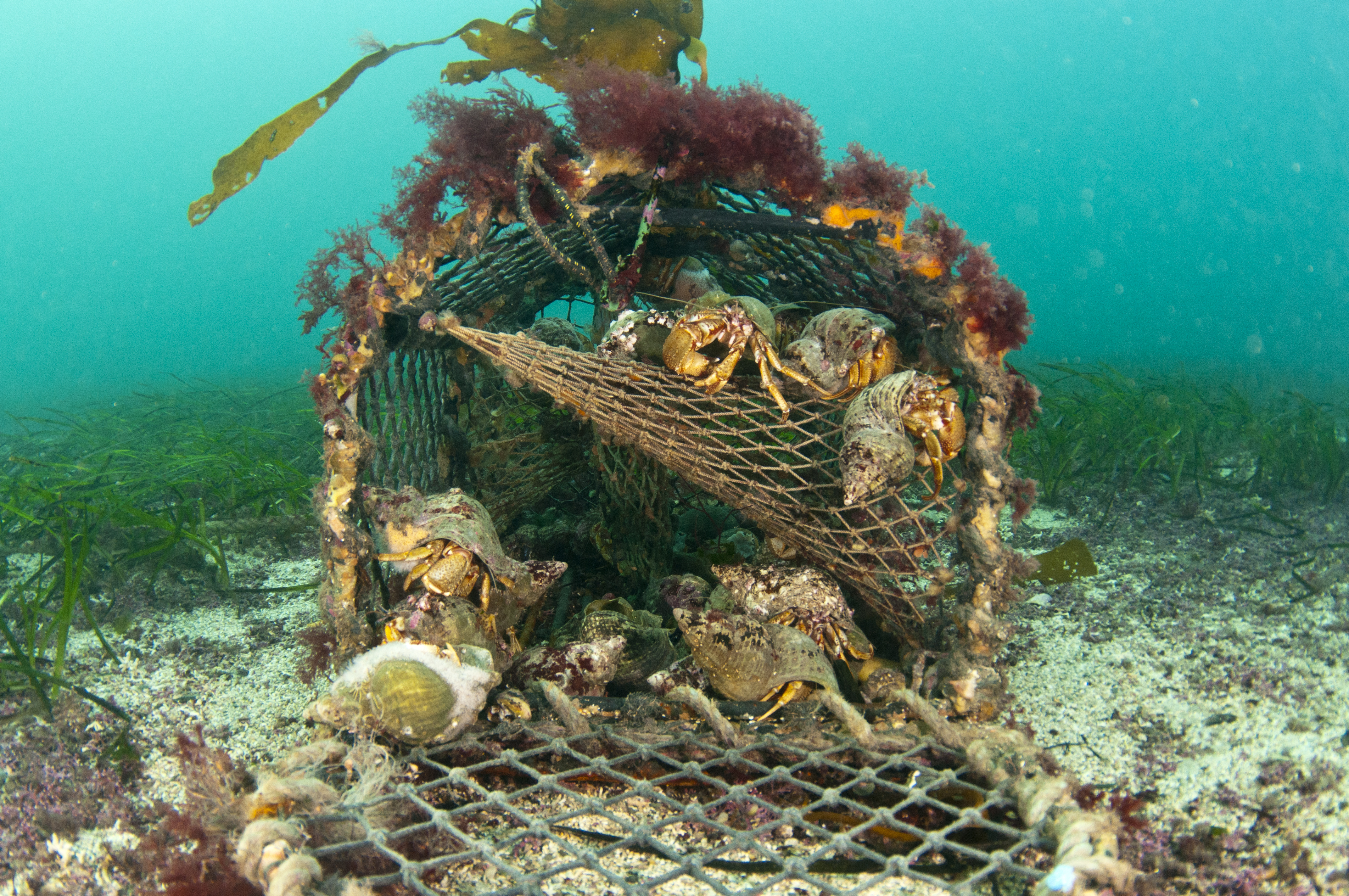 Lobster Pot Underwater.