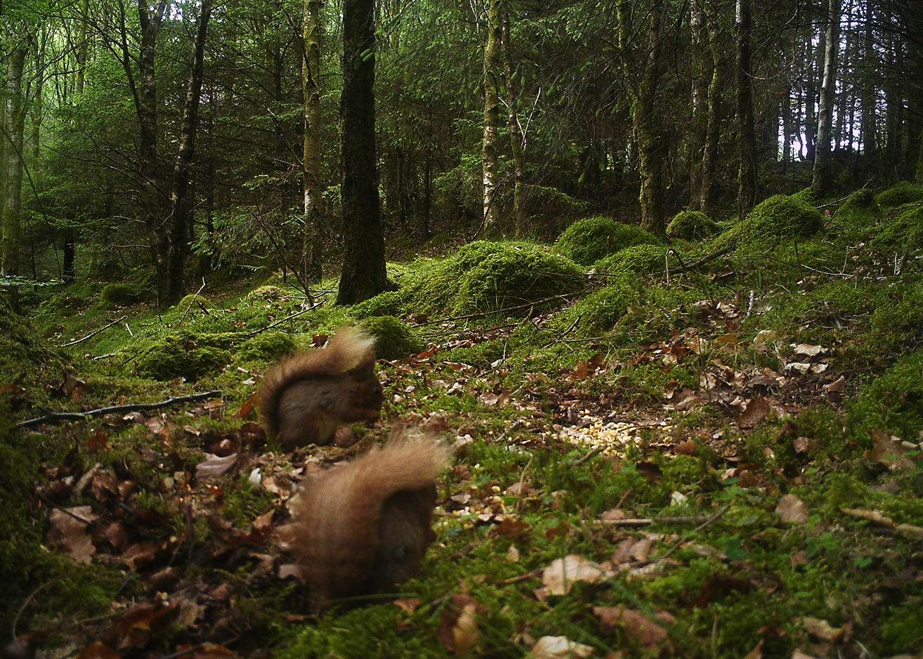 Red squirrels