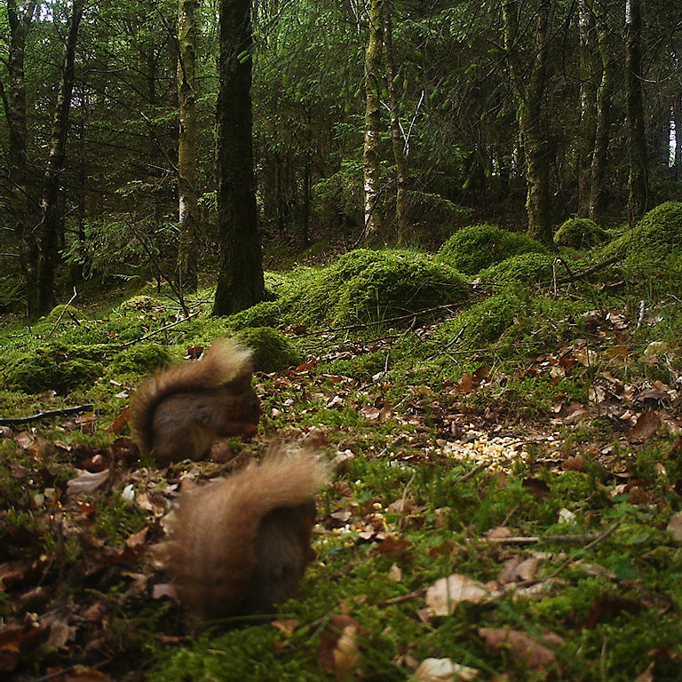 Red squirrels