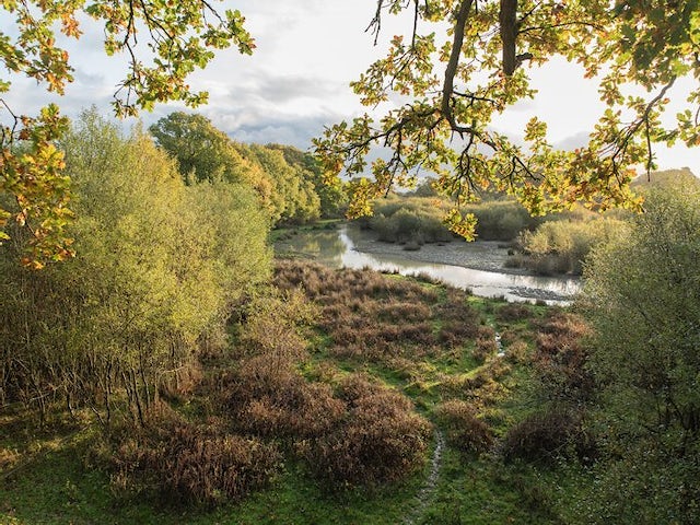 Verdant rewilding landscape