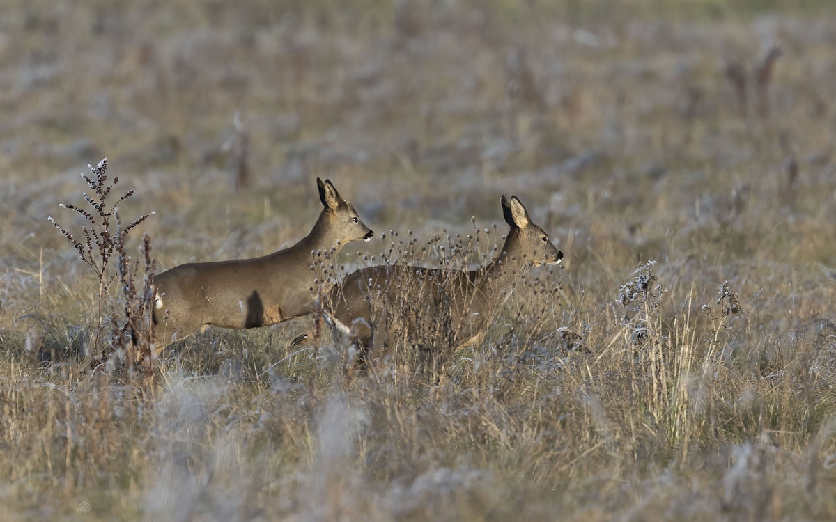 Two roe deer at the Wild Wrendale project in Searby, Lincolnshire