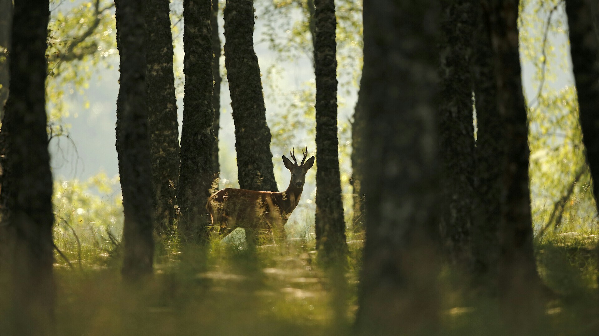 Roe in morning light