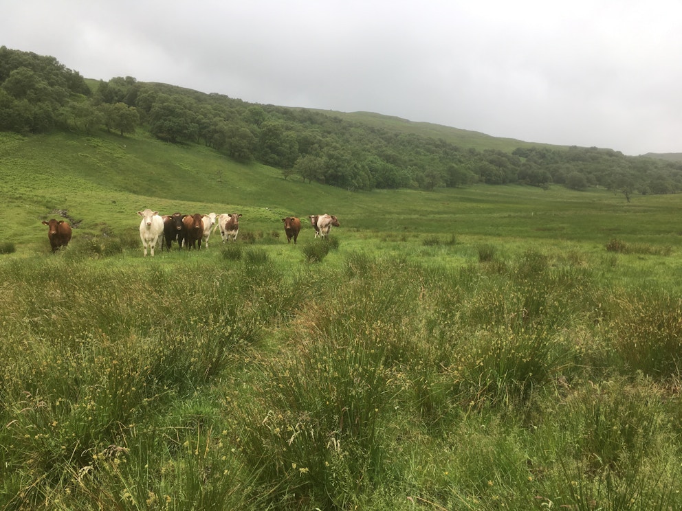 Rushy grassland and light cattle grazing at RSPB Haweswater