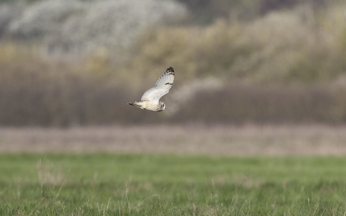 Flying bird of prey above a field at the Wild Wrendale project in Searby, Lincolnshire