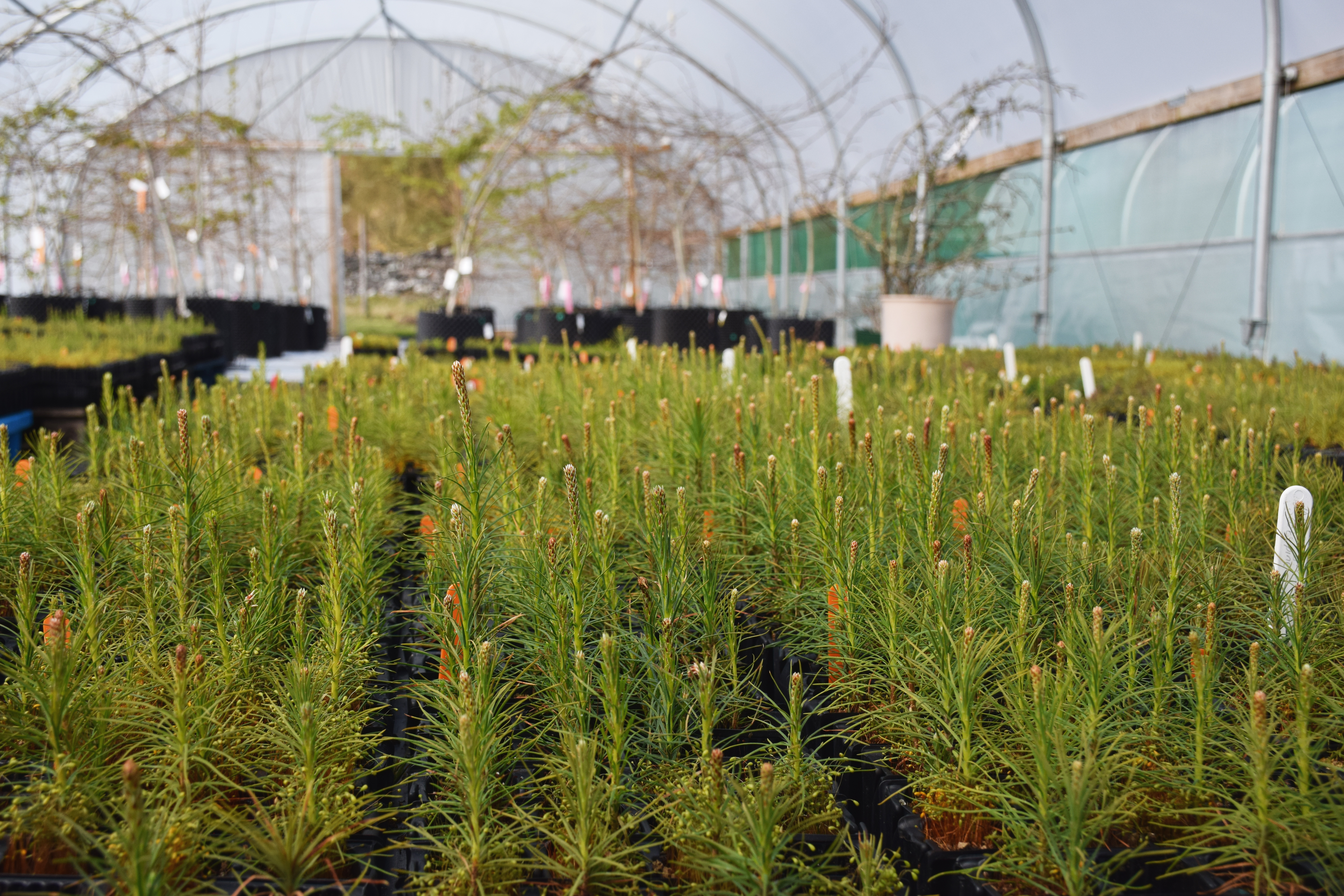 Scots pine growing at Trees for Life polytunnel