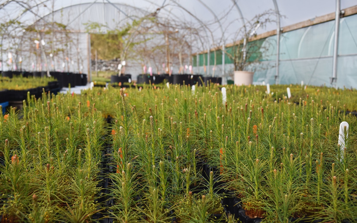 Scots pine growing at Trees for Life polytunnel